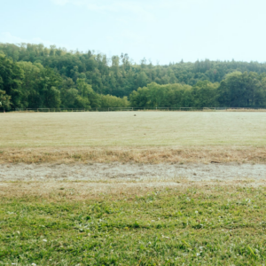 Princess Chicken Silver