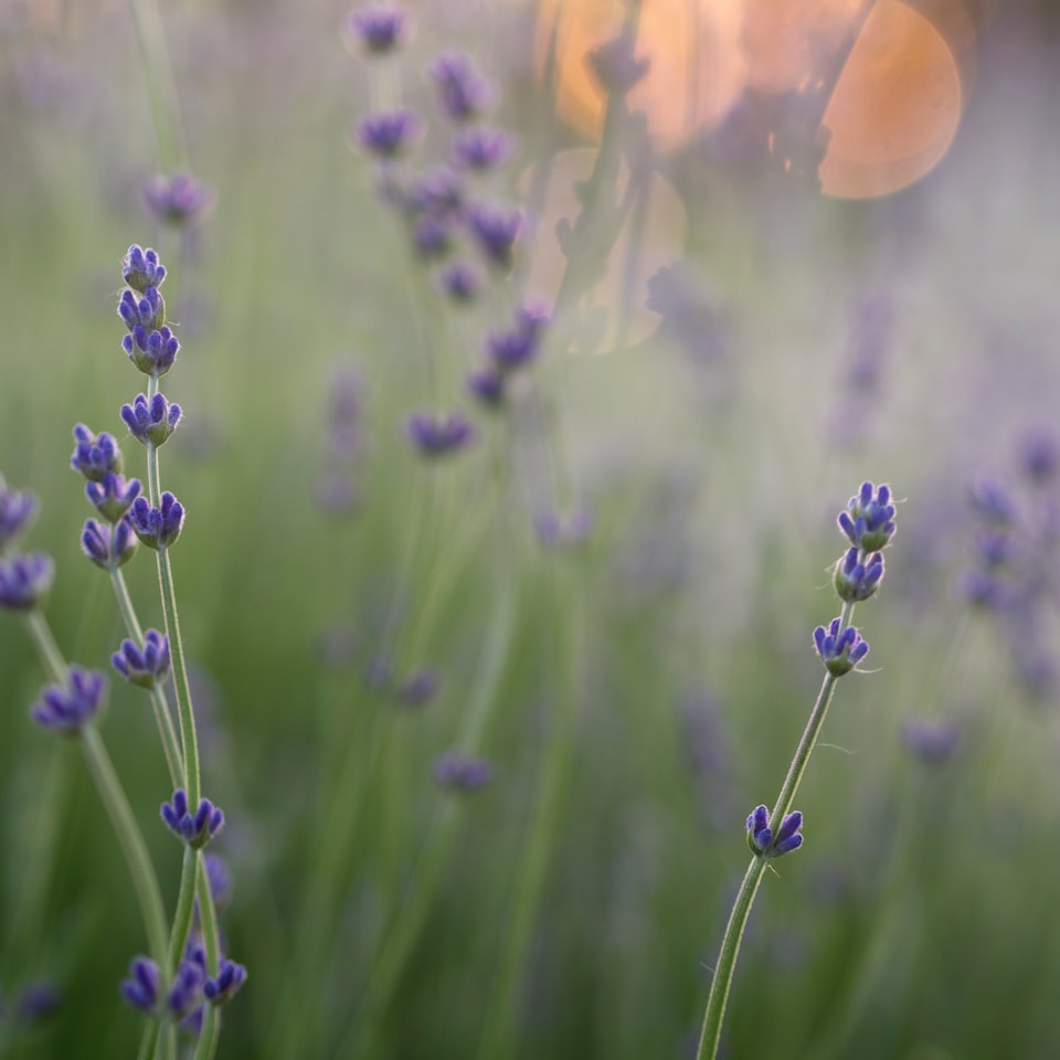 Lavender