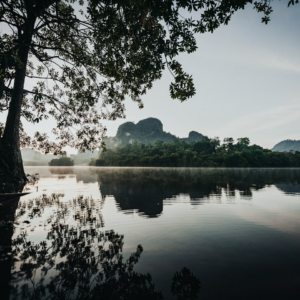 Download Cushion Album