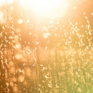 Tomato Gold Rooster Album