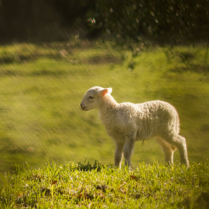 Washer Lamb