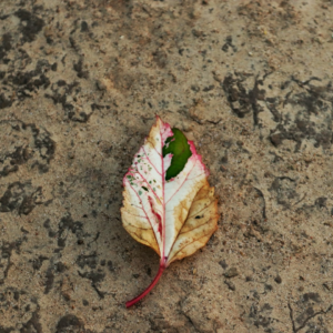 Download Oven Shower