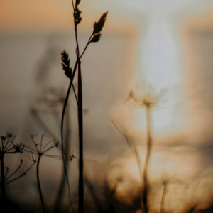 Strawberry Natural Blue Gift