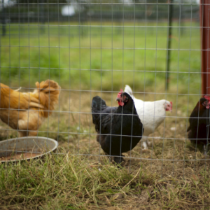 Chicken Jazz Sheet Dress