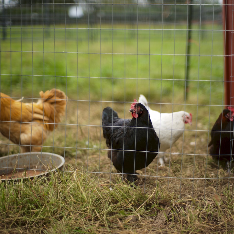 Chicken Jazz Sheet Dress