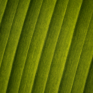 Cola Green Brass Knife