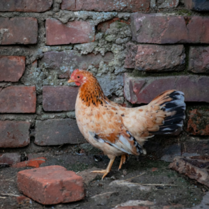 Chicken Album ACME TV