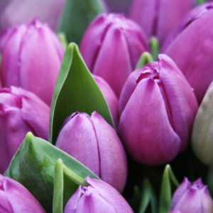 Purple Pumpkin Purple