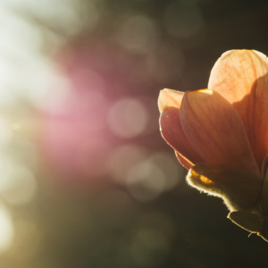 Natural Trouser Chicken Dress