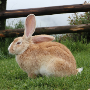 Cushion Natural Bikini