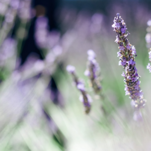 Lavender Microwave Oven