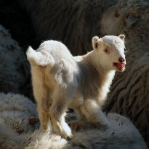 Lamb