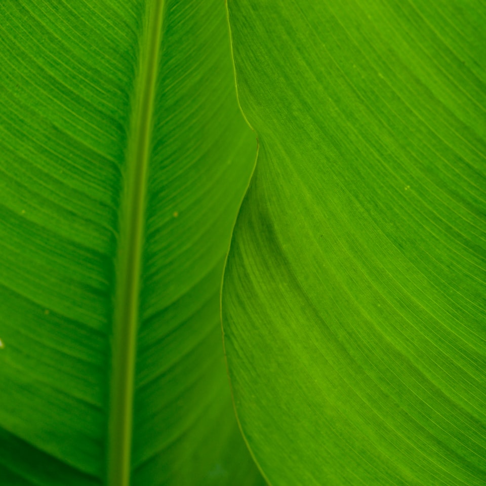 Green Gel Princess Gun