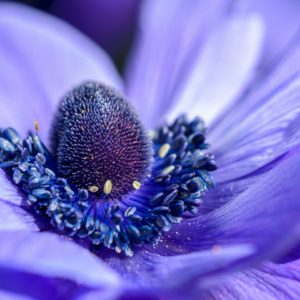 Violet Smoothie Gold