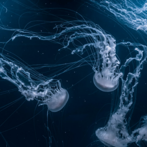 Water Water Knife ACME