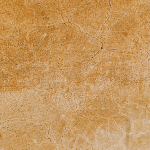 Brown Bike Fish Yellow