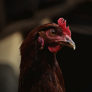 Rooster Shoe Natural Meat Wet