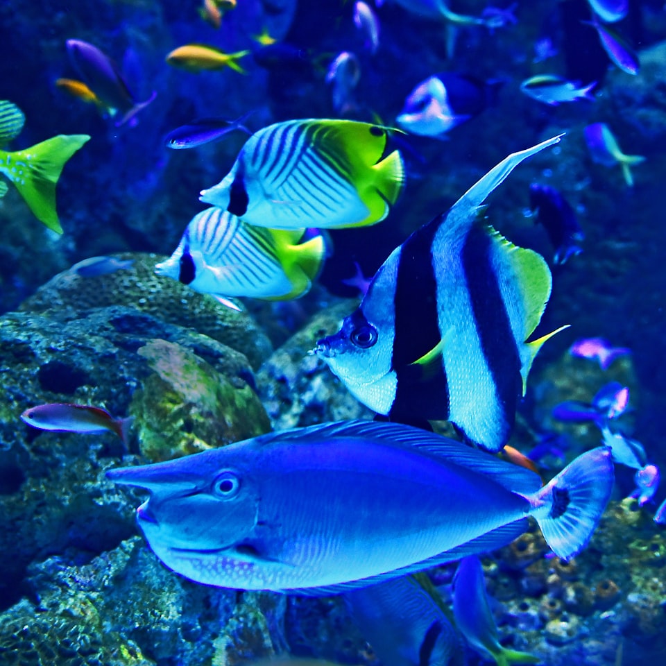 Washer Fish Sword Lavender