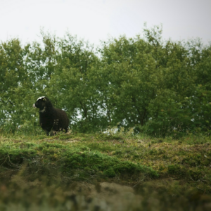 Lamb Strawberry Lavender