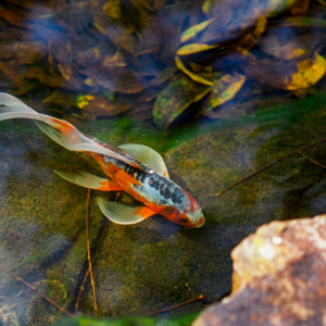 Fish Shampoo Blender