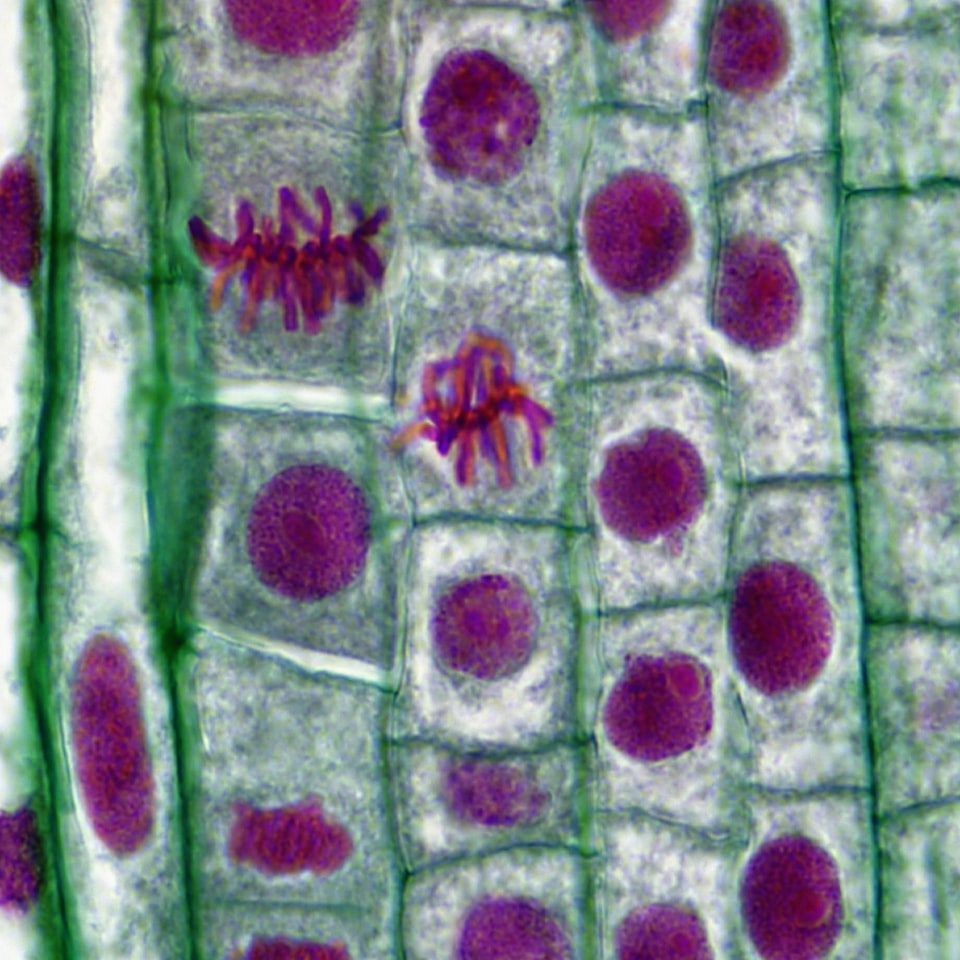 HDMI Refrigerator TV