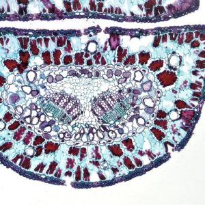 Motorola Refrigerator Lavender