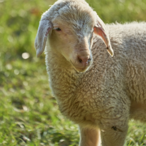 Lamb Moustache Egg Natural