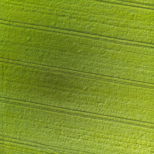 Violet Green Cleaner Perl