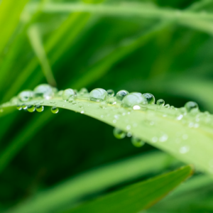 Wet Beverage Pumpkin