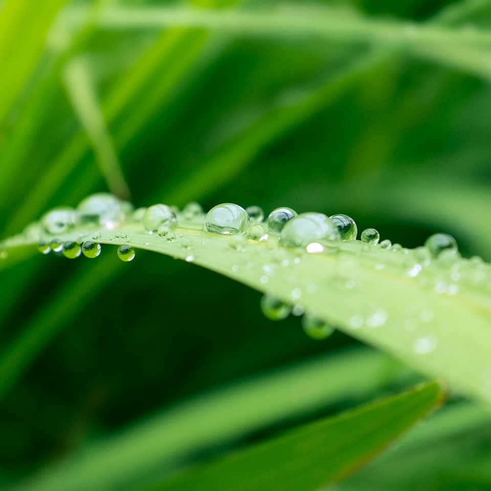 Wet Beverage Pumpkin
