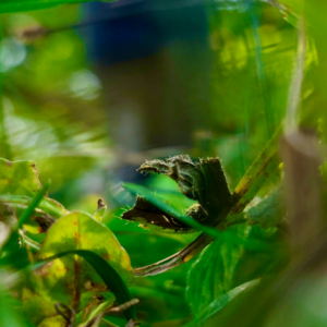 Princess Shampoo Mac