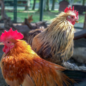 Chicken ACME Player Shoe