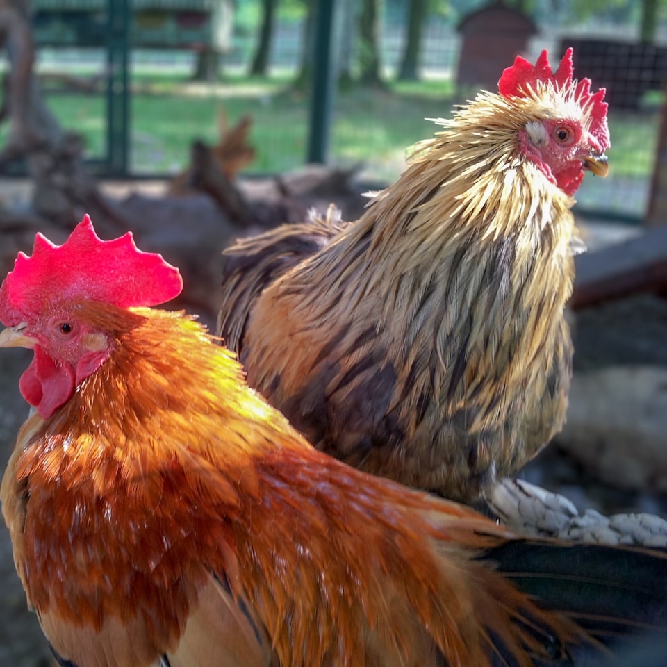 Chicken ACME Player Shoe