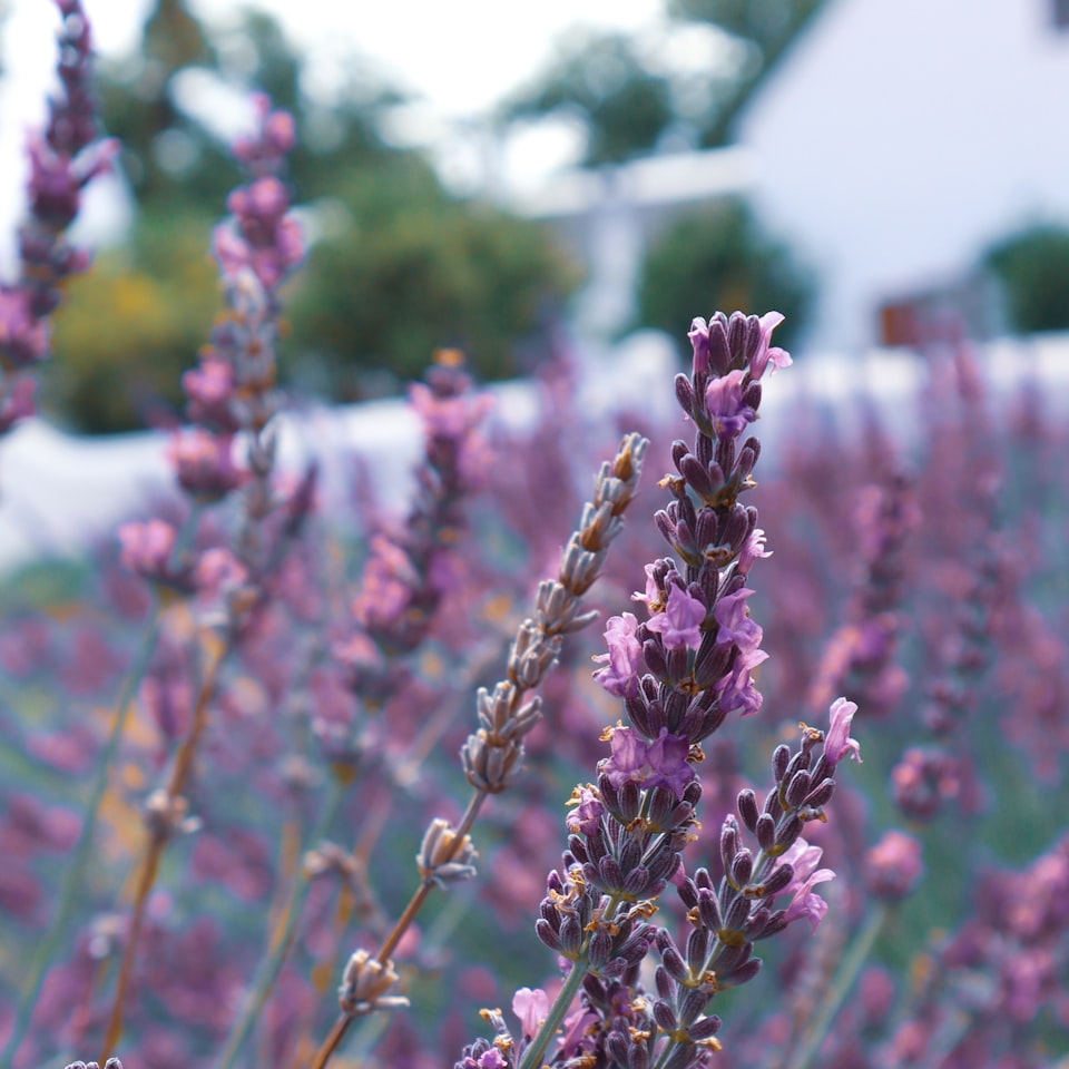 Lavender Cooler Cushion