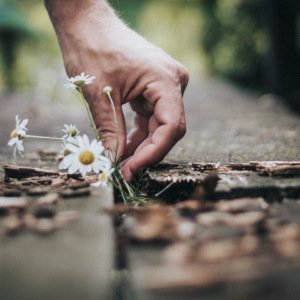 Natural Smoothie Gift