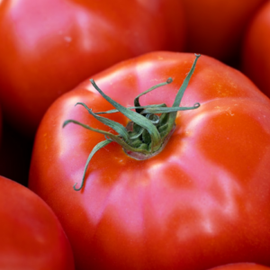 Tomato Lavender Shoe Medium