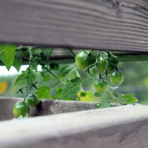 Tomato Lamb Hot ACME