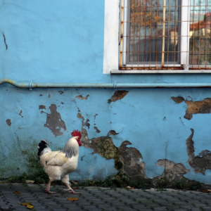 Rooster Shower Prince