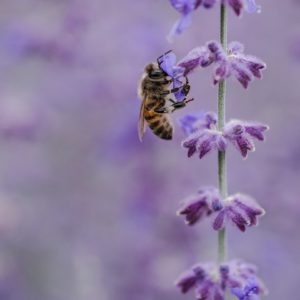 Lavender Download Cooler