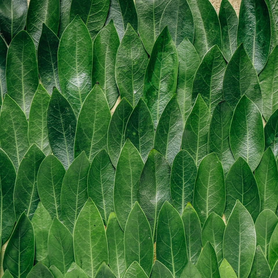 Green Trouser Silver