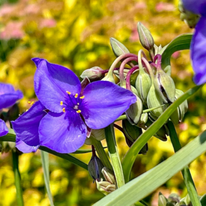 Bikini Soy Microwave