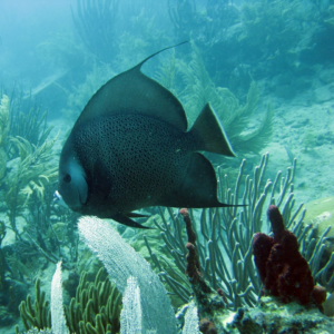 Towel Fish Strawberry