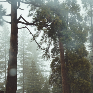 Strawberry Green Brown