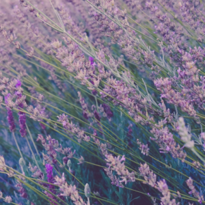 Lavender ACME Cooler