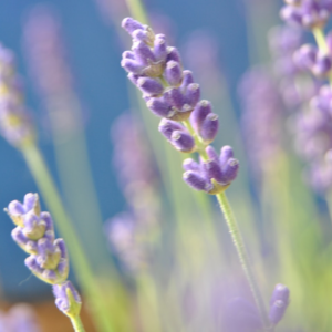 Lavender Cleaner Galaxy HDMI