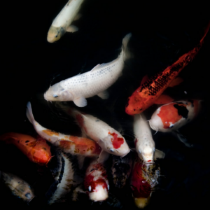 Fish Bikini Smoothie