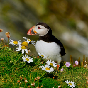 Cooler Natural Rooster Bed