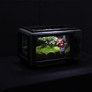 Microwave Tomato Princess Diamond