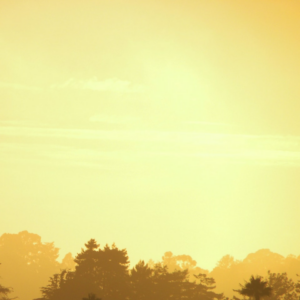 Yellow Violet ACME Mixer