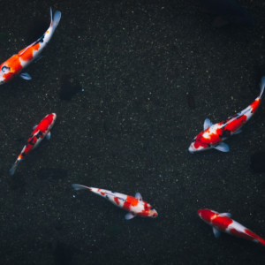 Samsung Fish Cover Refrigerator